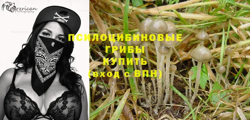 Псилоцибиновые грибы Magic Shrooms  Тавда 